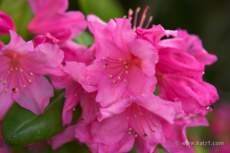 NJ Botanical Gardens 4